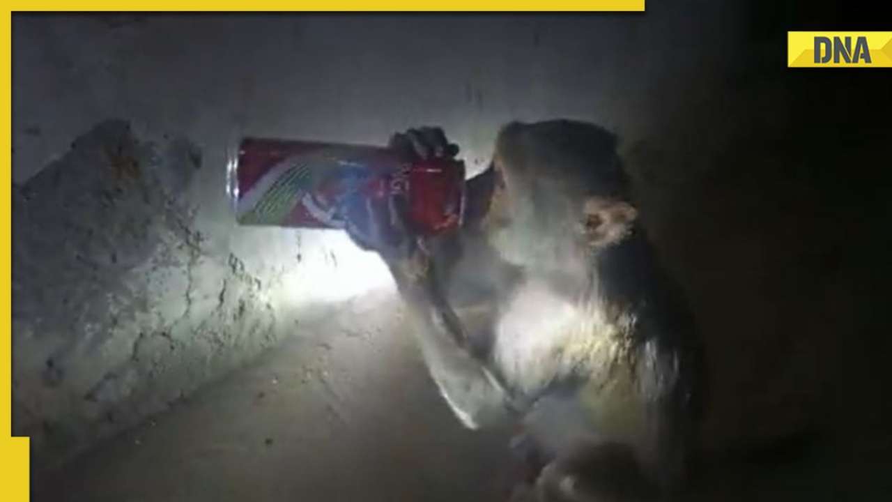 Uttar Pradesh Monkey drinks beer from can in viral video, wine shop
