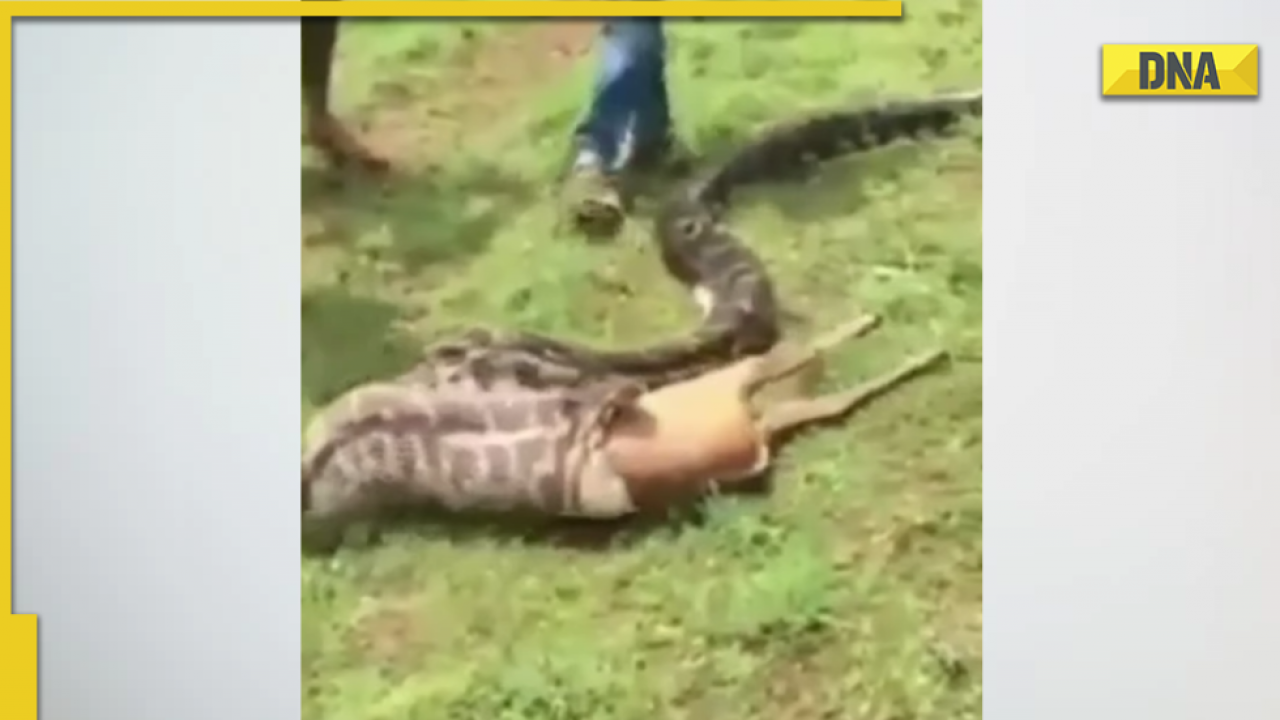 Python swallows entire deer within seconds, hair-raising viral video ...
