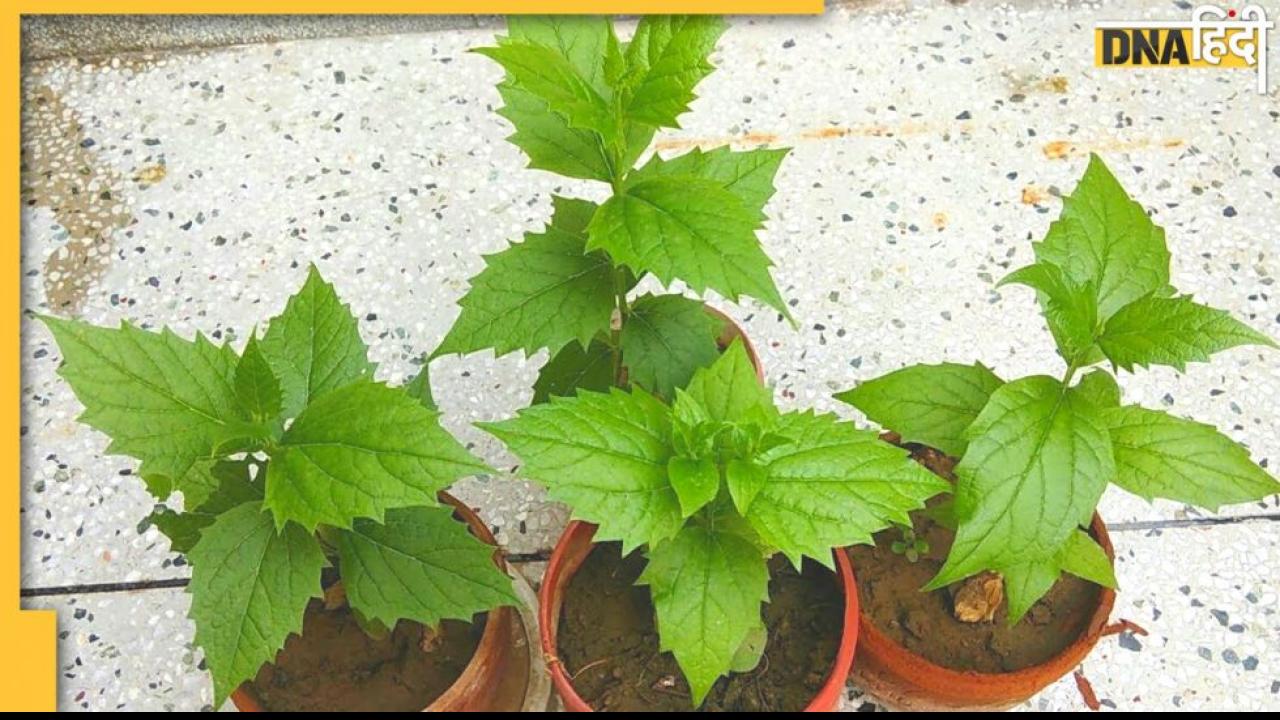 Recover Platelets in Dengue: पपीता-गिलोय ही नहीं, ये पत्ते भी डेंगू में तेजी से बढ़ाएंगे प्लेटलेट्स, कमज़ोरी होगी दूर