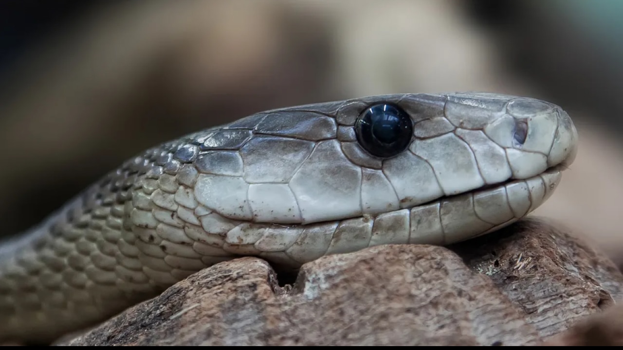 Black mambas are shy