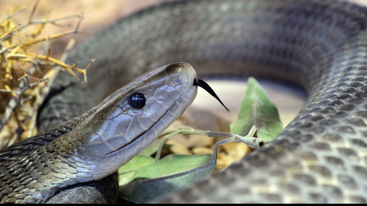 Black mambas are not completely black