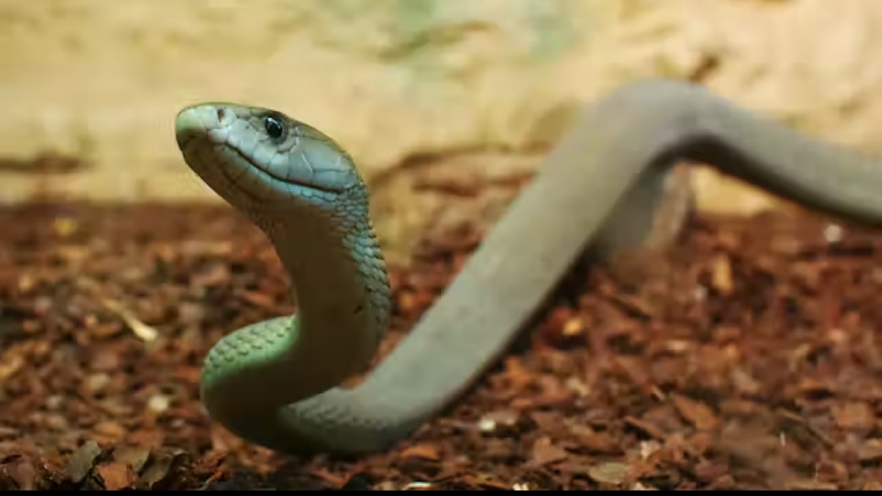 15-20 mg of black mamba venom is enough to kill someone