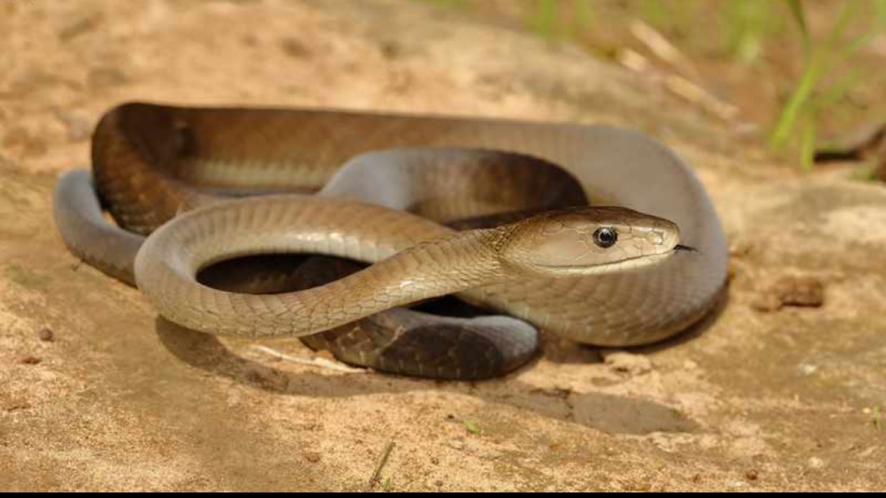 How does a black mamba bite cause death?