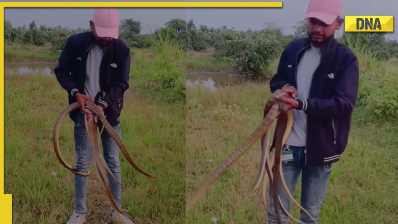 Boy grabs three snakes with bare hands, viral video leaves netizens terrified