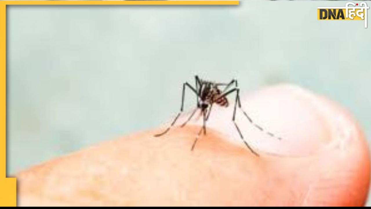  Get Rid of Mosquitoes: घर में नहीं रहेंगे मच्छर अगर कर लिया ये उपाय, डेंगू-चिकनगुनिया ही नहीं, एलर्जी से भी बचेंगे