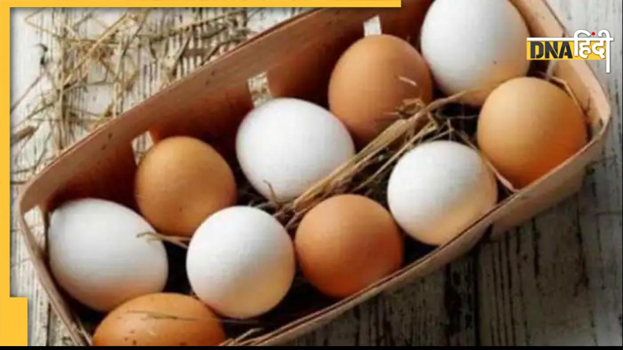 Duplicate Egg: सावधान! मार्केट में आने लगे हैं नकली अंडे, कहीं आप भी तो नहीं खा रहे? ऐसे करें पहचान