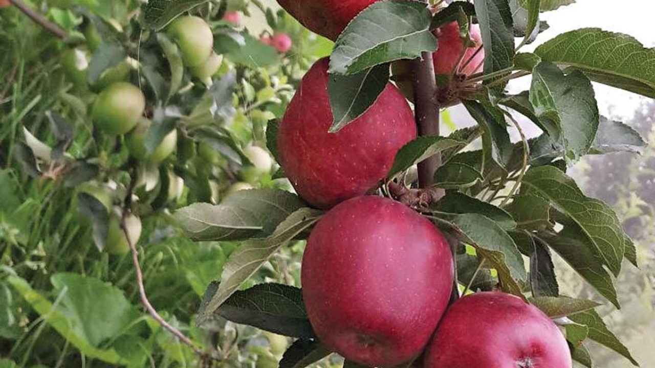 High Cholesterol Eat these fruits to keep your cholesterol low