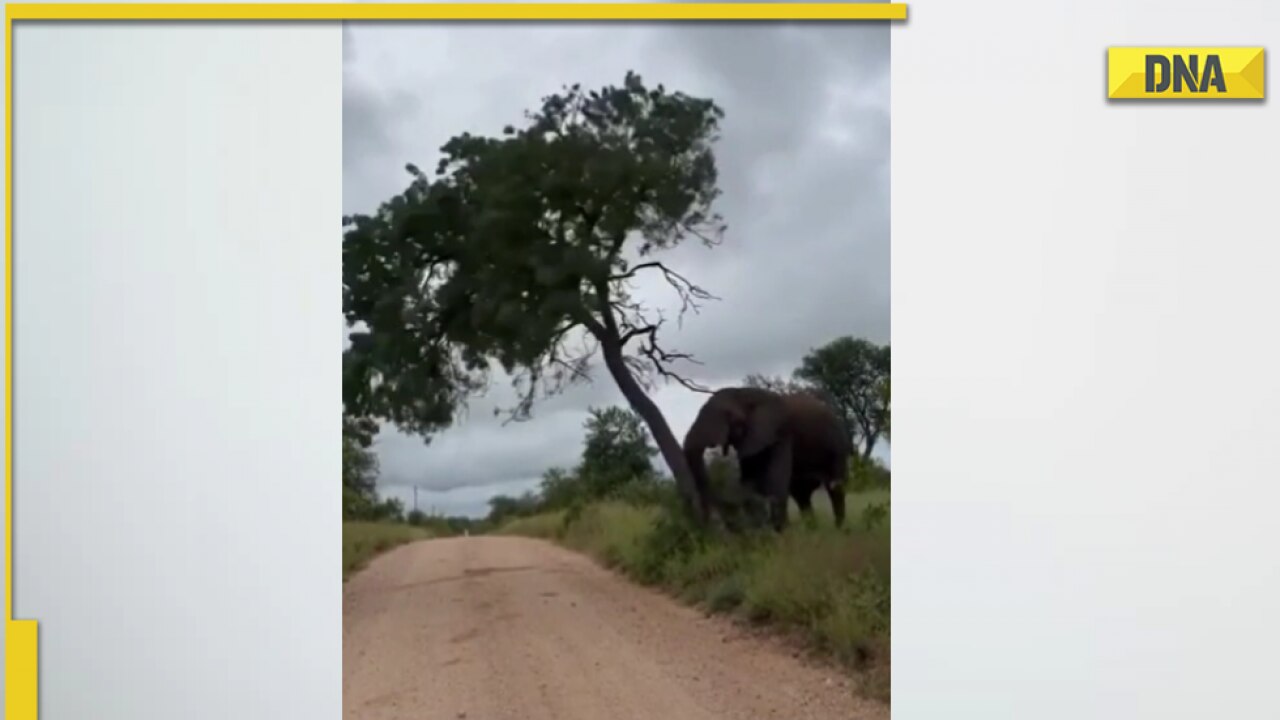 Elephant knocks tree down just to scratch its back, viral video amazes