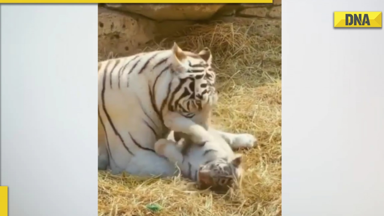 Viral video: Tiger cub cuddles with its mother, netizens say it's 'real  beauty' of nature