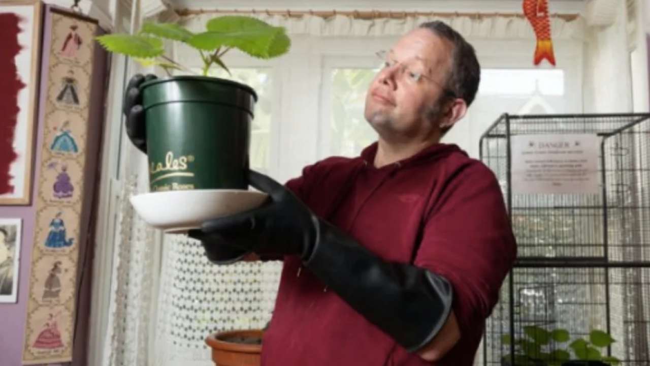 UK man grows 'world's most dangerous plant' at home