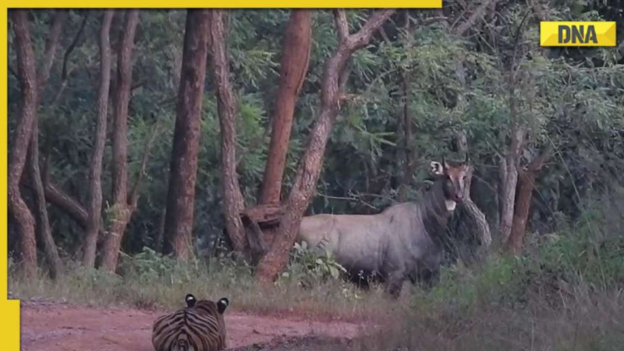 Nilgai vs Tiger faceoff: Animals play 'hide and seek', video trending all  over internet