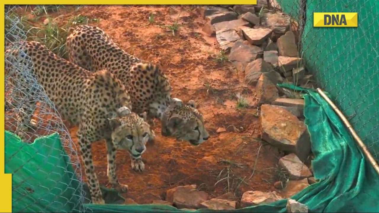 Two male cheetahs make their first kill at Kuno National Park within 24 hours of being released