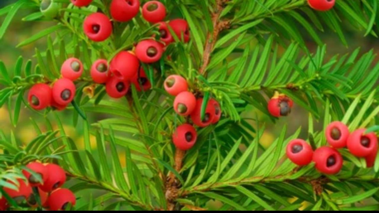 Taxus Baccata