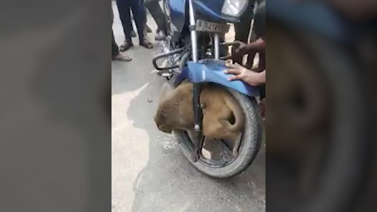 Uttar Pradesh: Locals save monkey who gets stuck in tyre, video goes viral