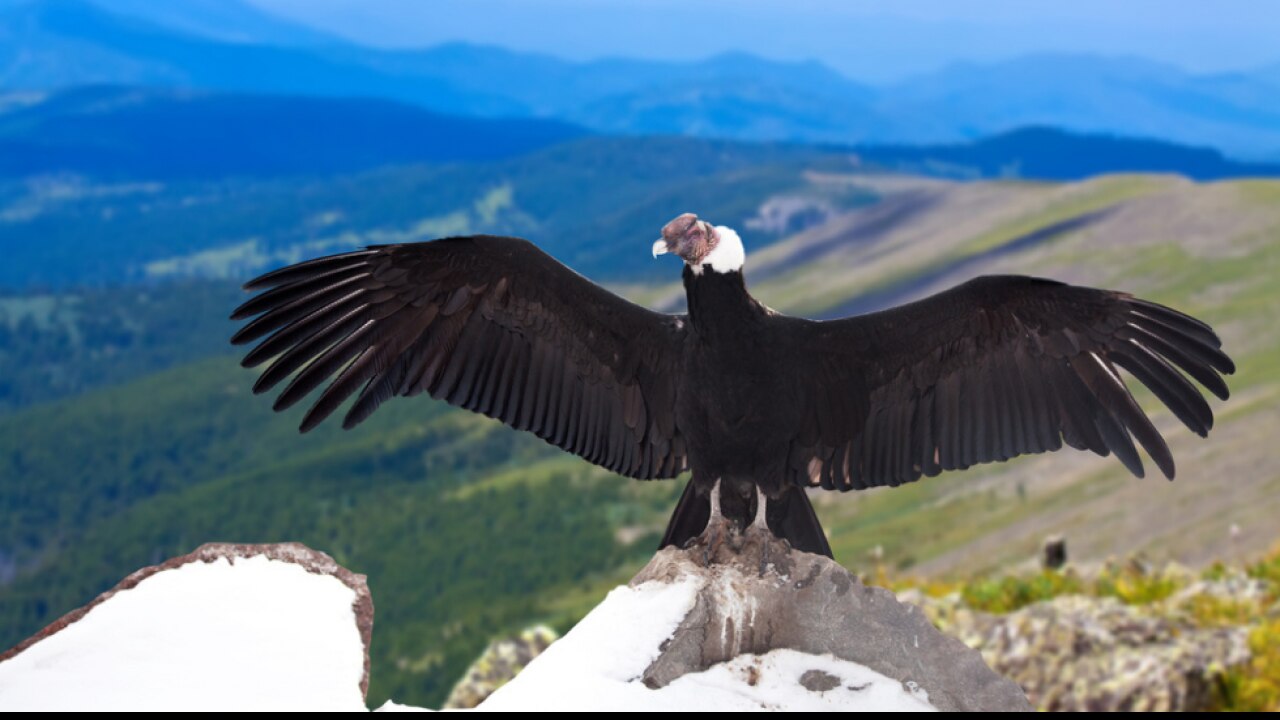 Andean Condor consists of 15 kg