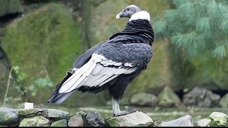 Andean Condors sometimes eat more than they weigh