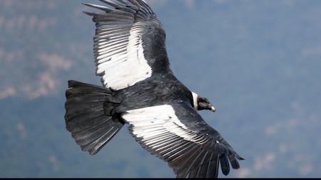 Andean Condor has a white collar on its neck