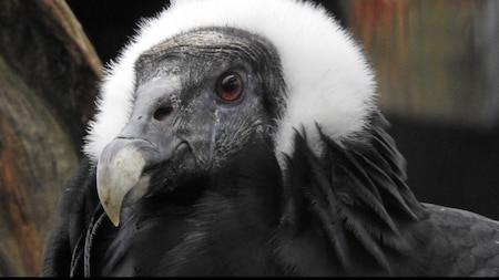 Andean Condor not limited To The Andes Mountain Regions