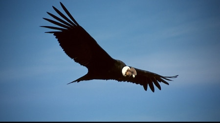 Andean Condor Numbers Are Decreasing