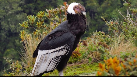 Andean Condor live up to 75 years