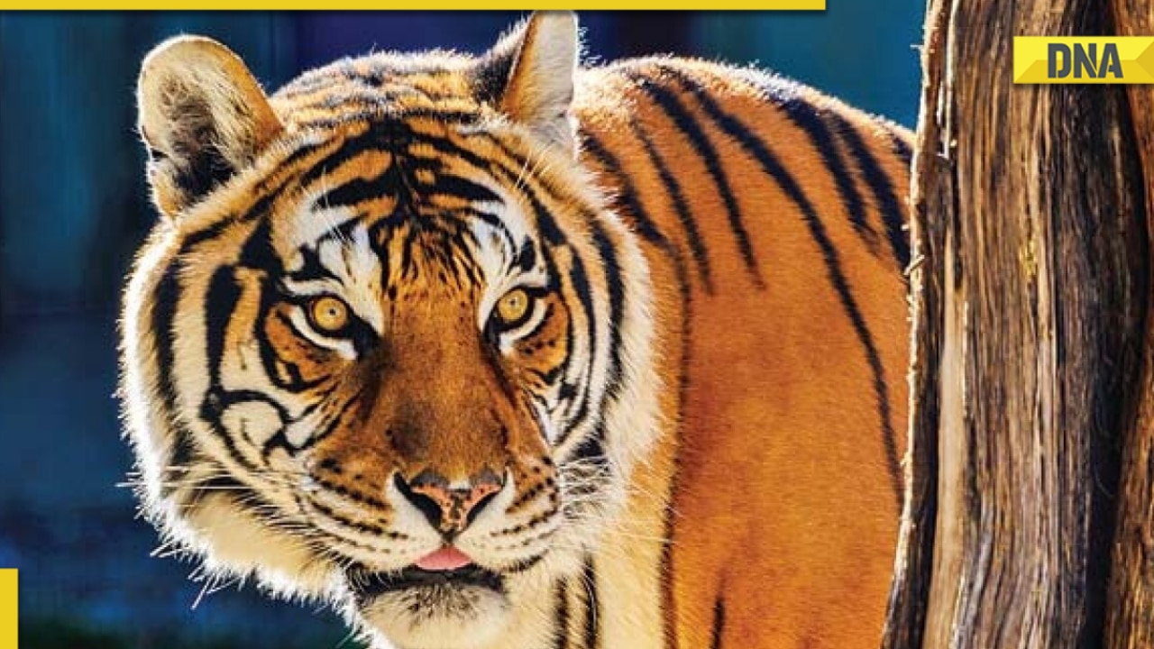 Maharashtra: Man on morning walk comes across tiger, dies of heart attack