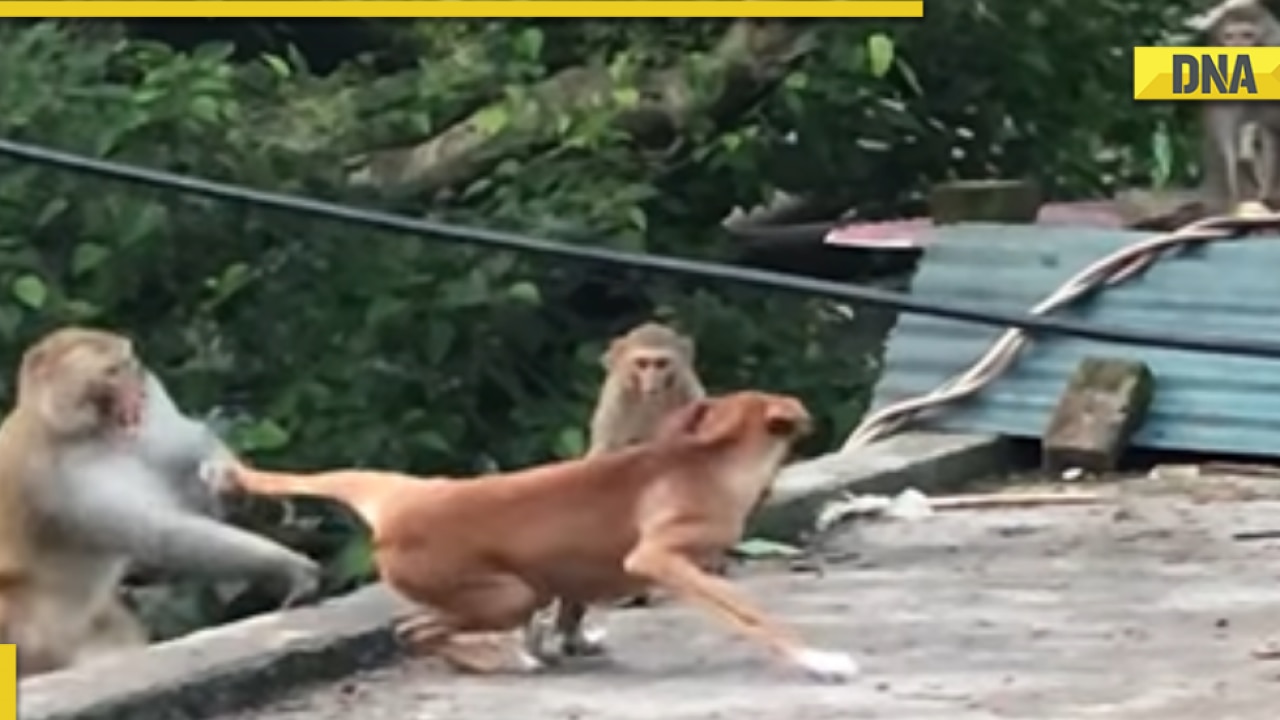 Monkeys tease dog in viral video netizens call it bandaro ki dadagiri