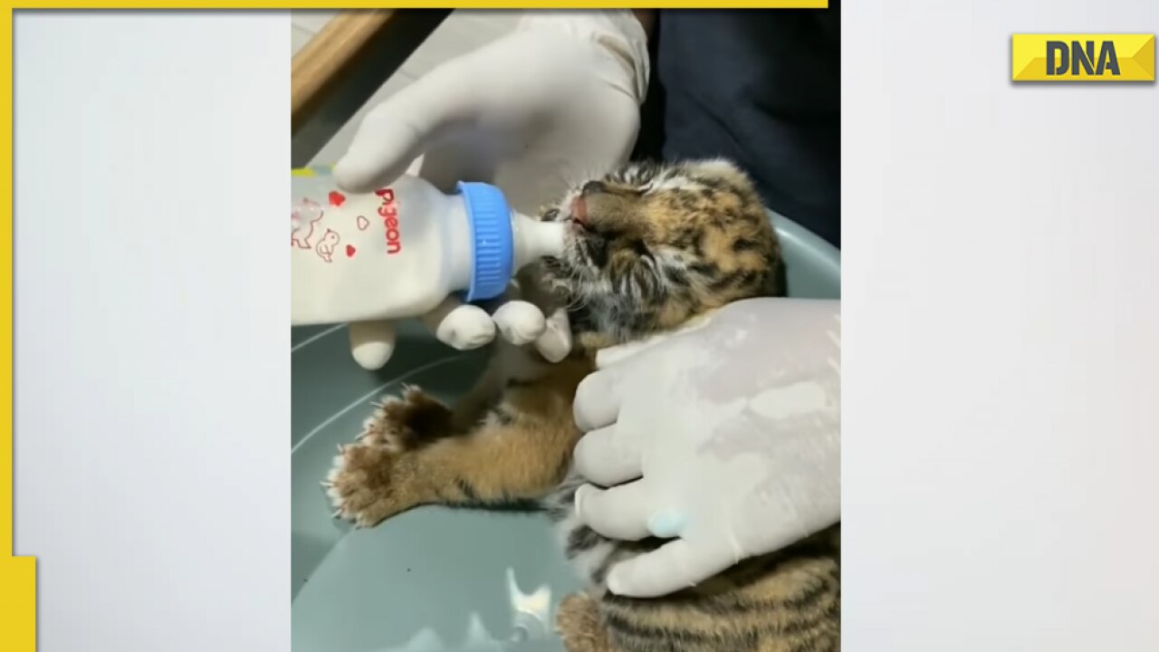 Man feeds milk to tiger cub, viral video wins hearts online