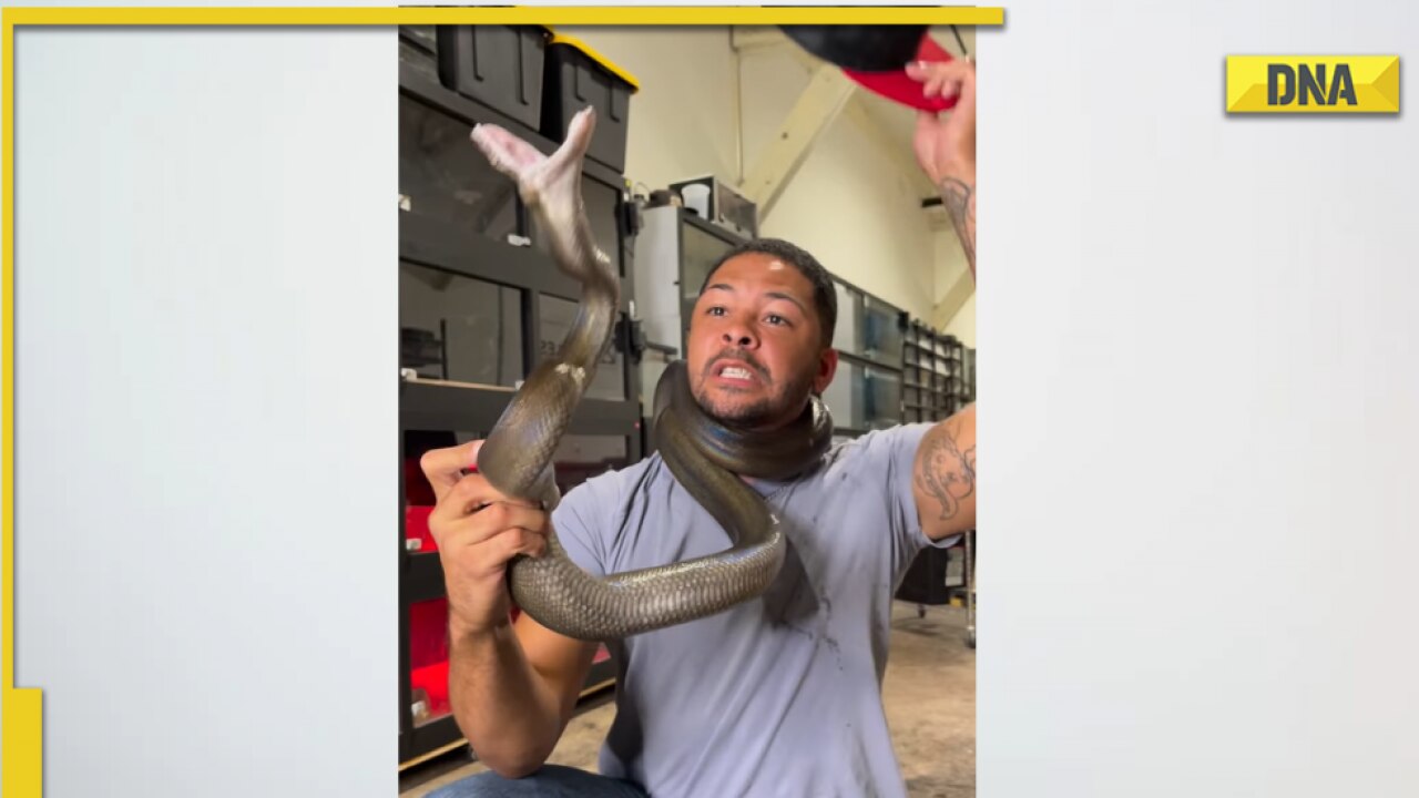 Massive python almost chokes man to death, viral video terrifies netizens