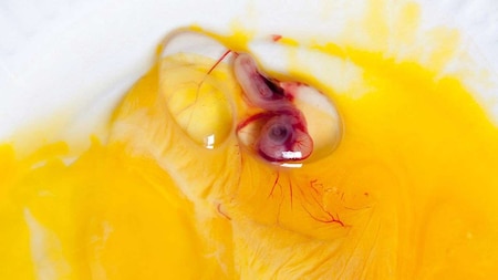 Fertilized egg