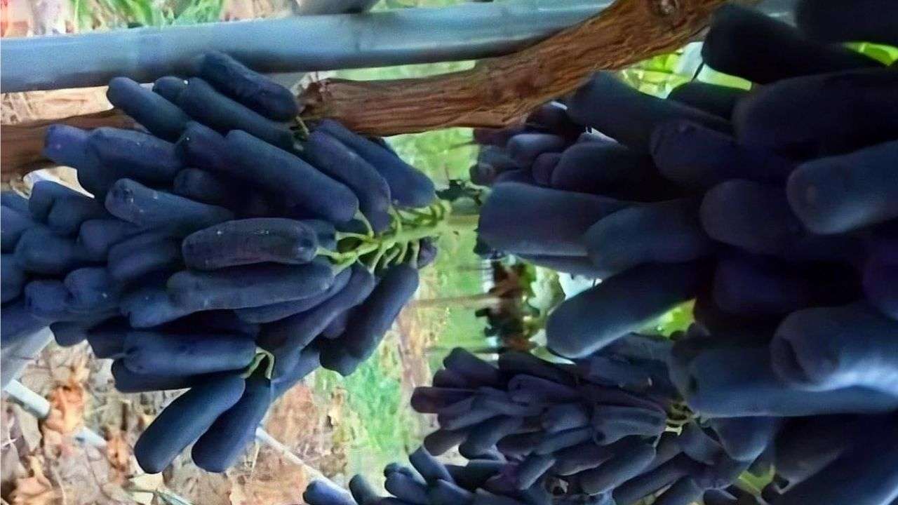 Black sapphire grapes