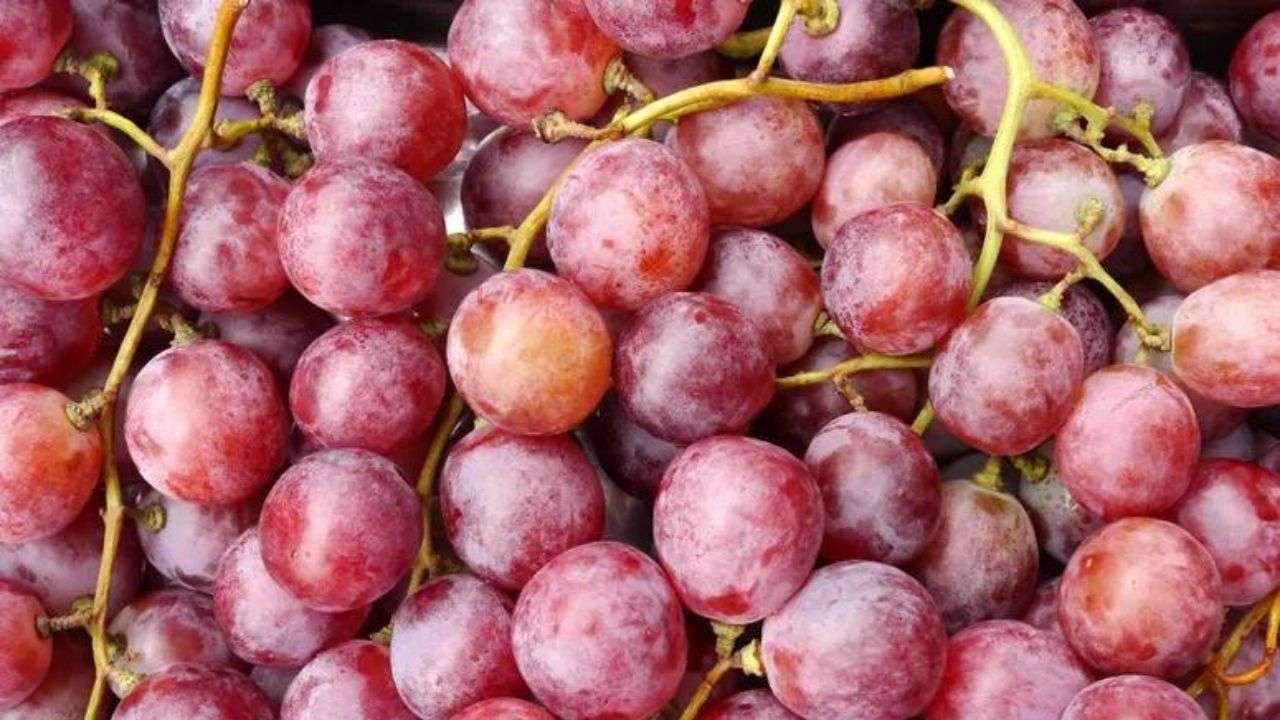 Red grapes