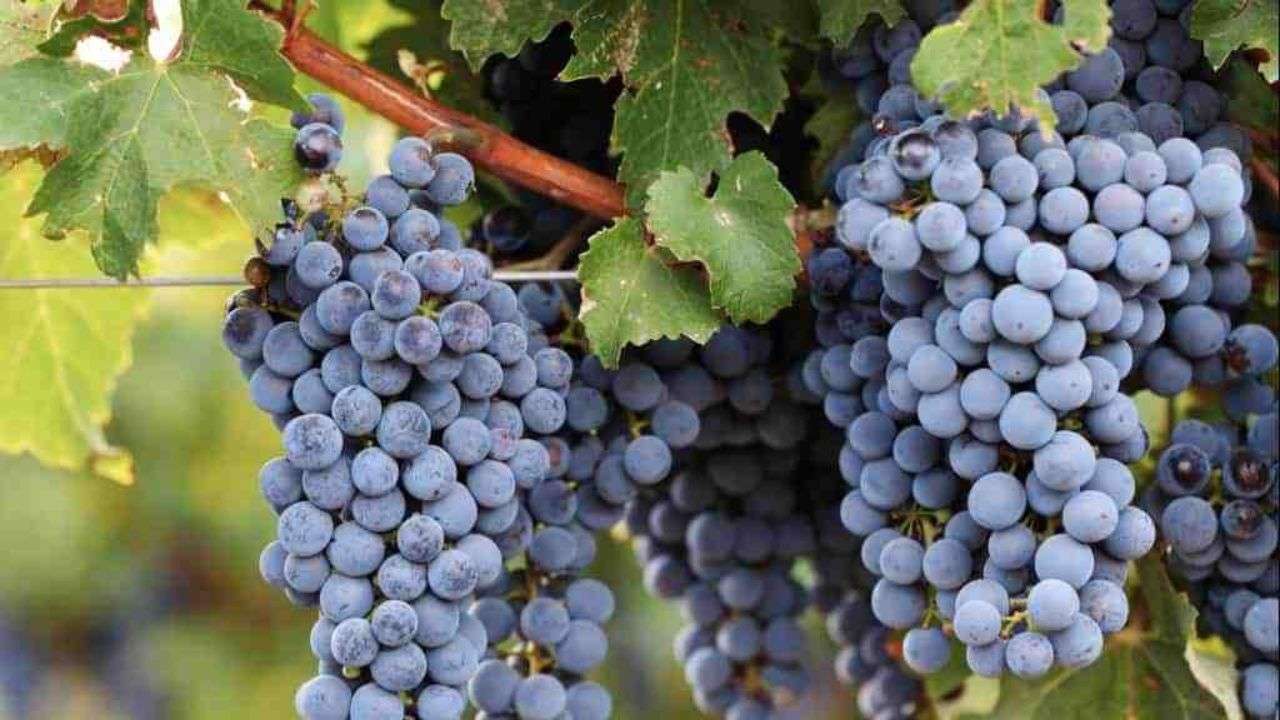 Blue grapes