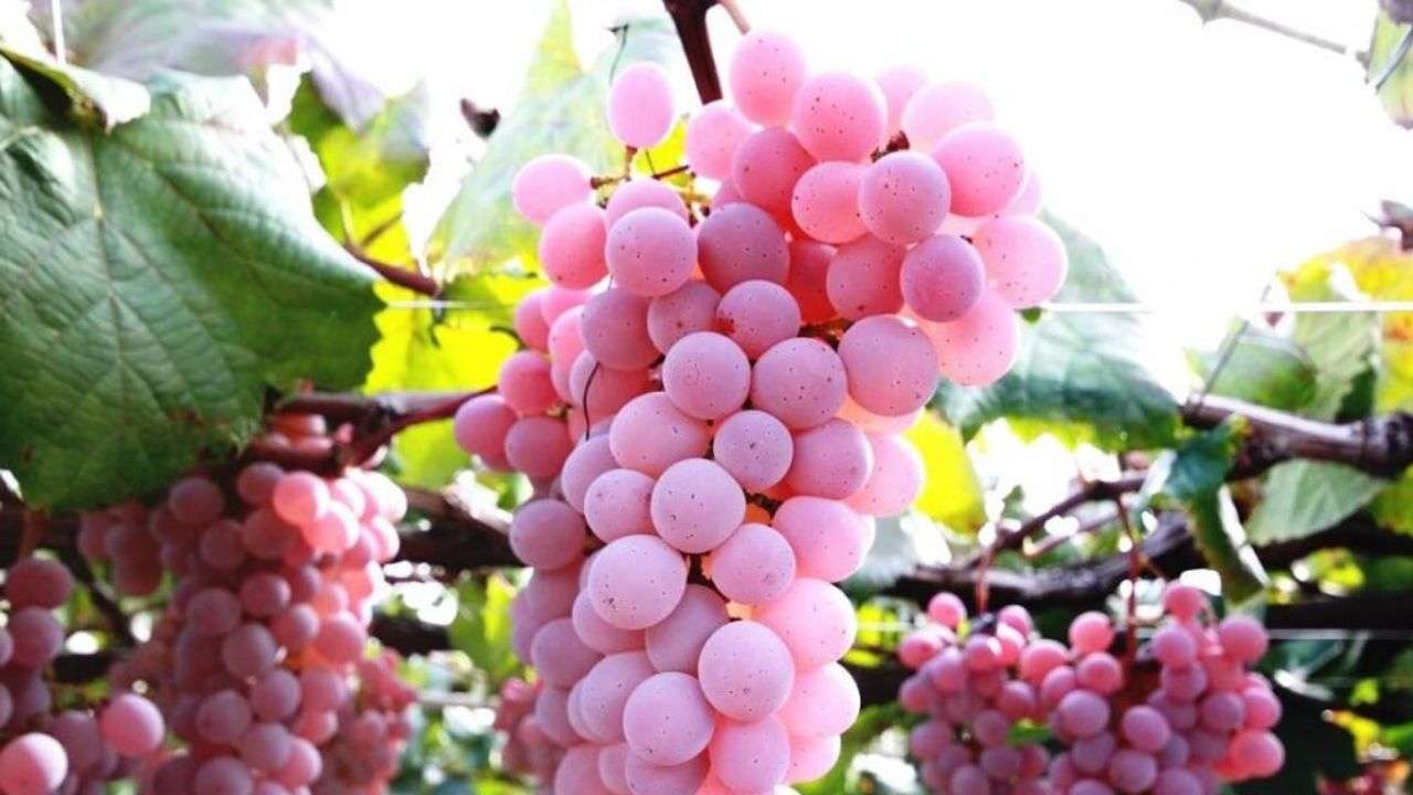 ink grapes