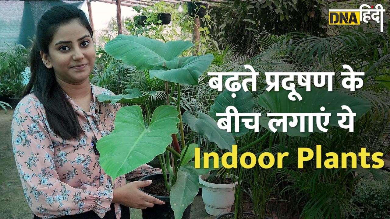 बढ़ते प्रदूषण के बीच लगाएं ये Indoor Plants