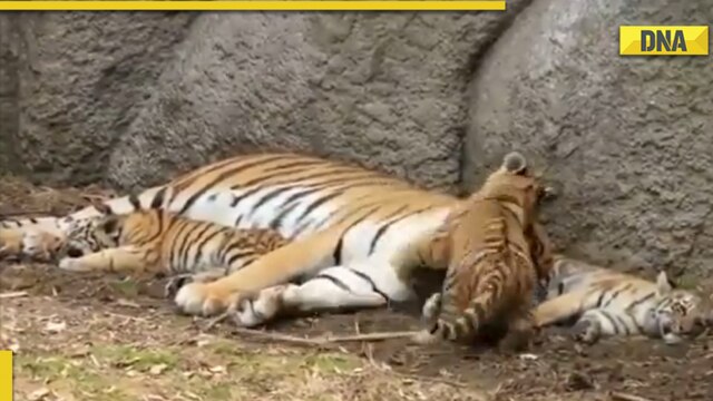 A tiger cub hugging its mother with all the love and affection. Captured  by: @swethakumar.rangaraobobbili #tiger #cub #stripes…