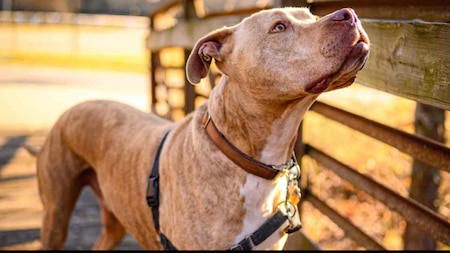 American Pit-bull terriers