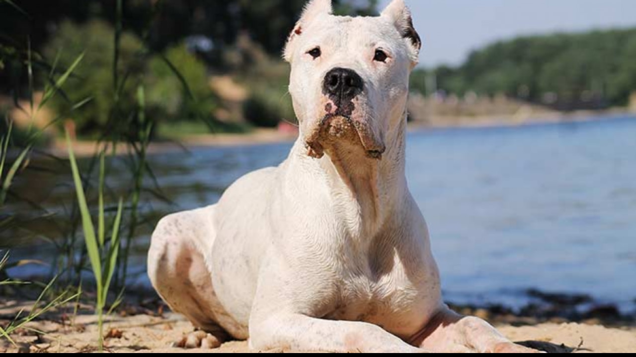 Dogo Argentino