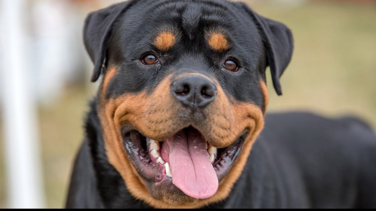 Rottweiler