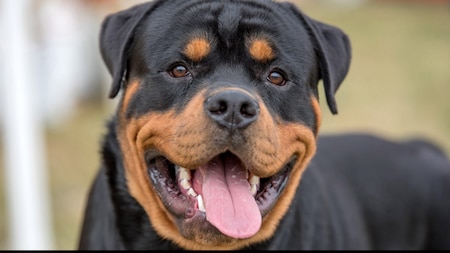 Rottweiler