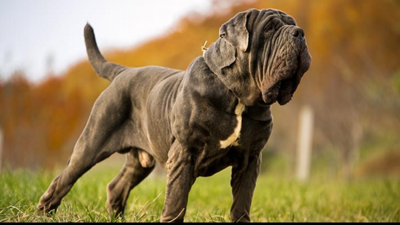 Neapolitan mastiff