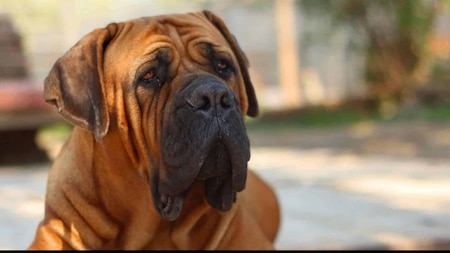 Boerboel