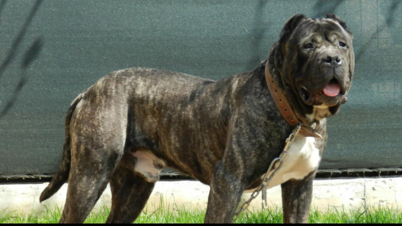 Presa Canario