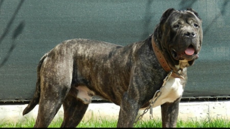 Presa Canario