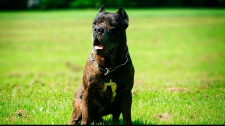 Bandog