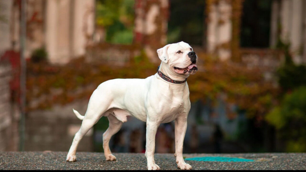 American Bulldog