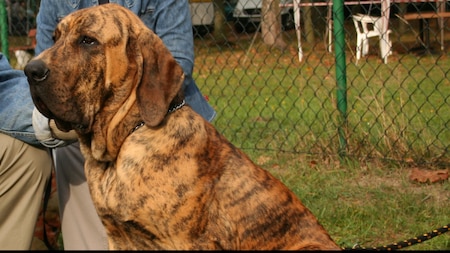  Fila Brasileiro