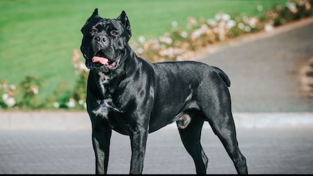 Cane Corso