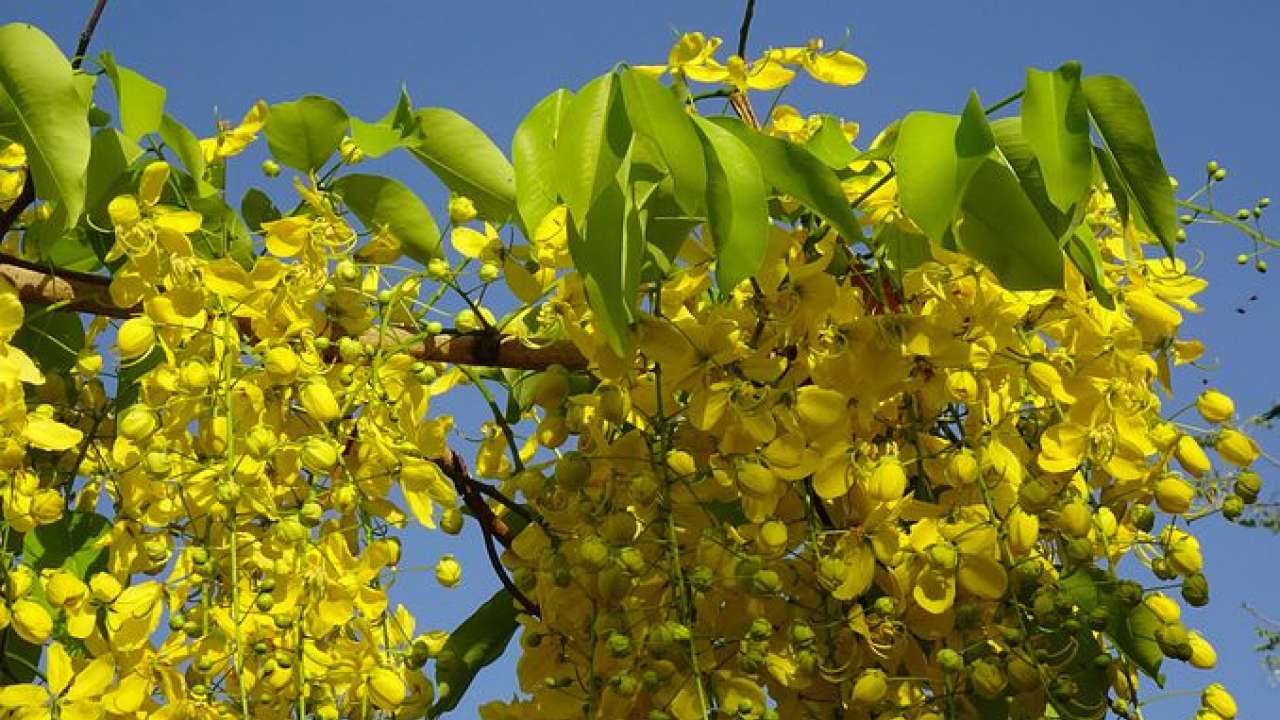 Amaltas