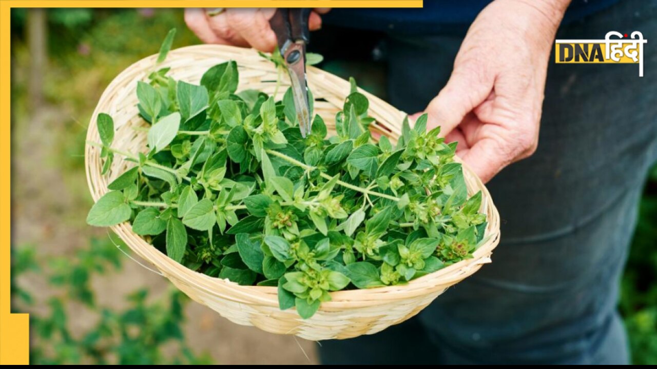 Oregeno Benefits: पेट दर्द से लेकर जोड़ों के दर्द में तुरंत राहत दिलाए ओरेगेनो, तेल या पत्तियों का करें यूज