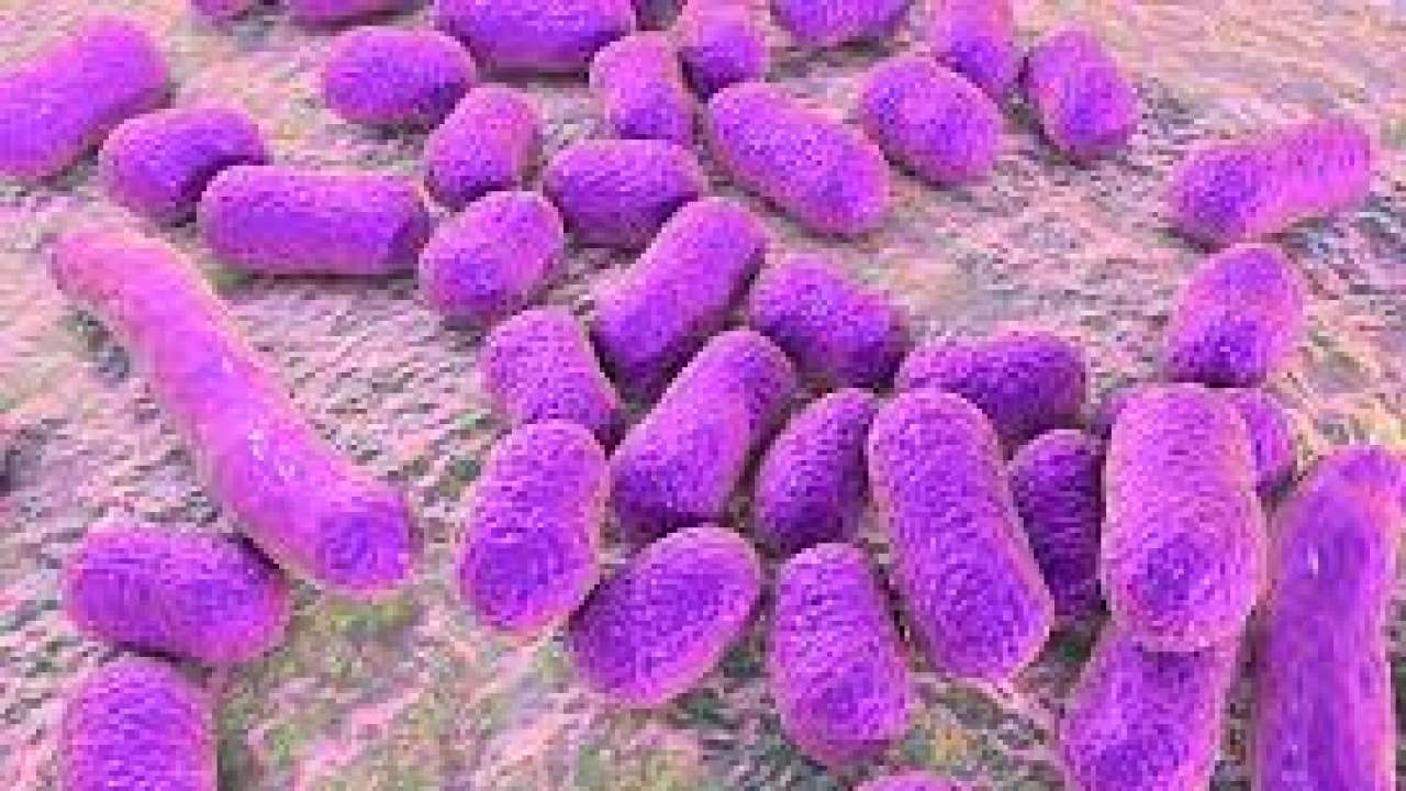 Lancet study THESE 5 bacteria responsible for at least 6.8 lakh deaths